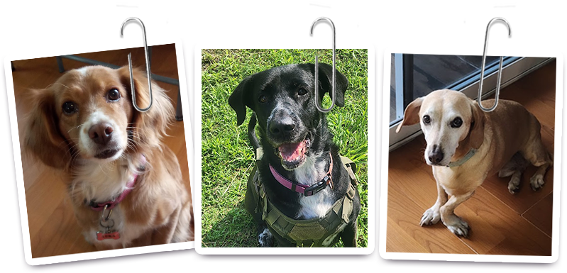 Nuestros perritos